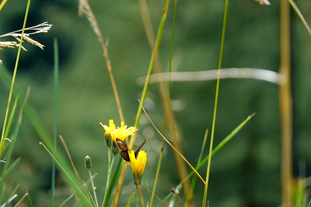 Butterfly and flower on huge bokeh