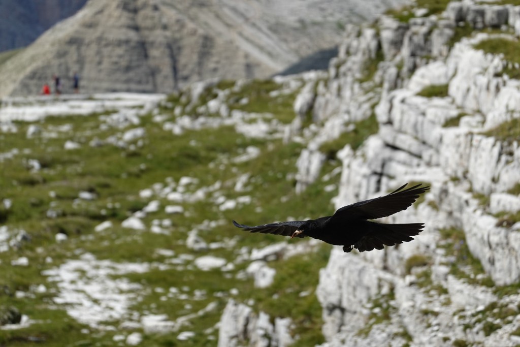 Alpen Chough in flight