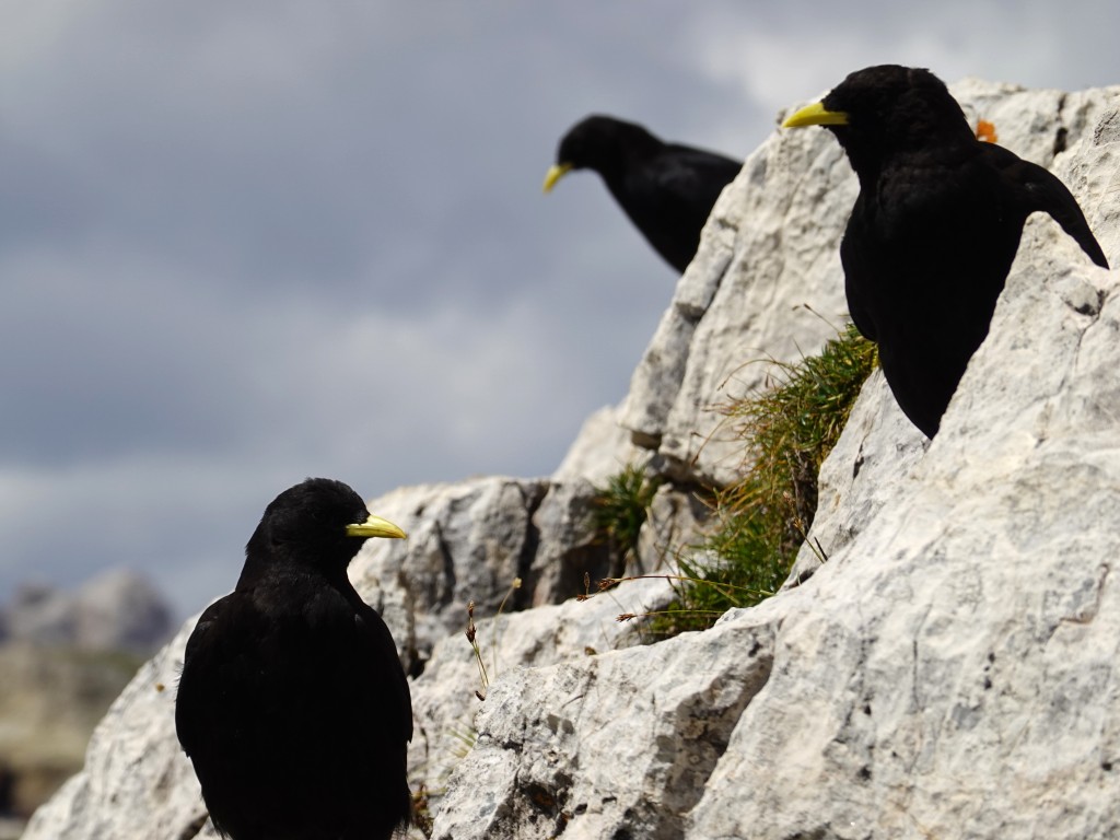 Alpen Choughs seemingly in deep conversation