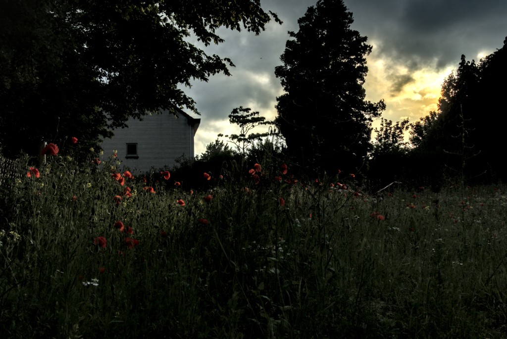 Poppy's in the field